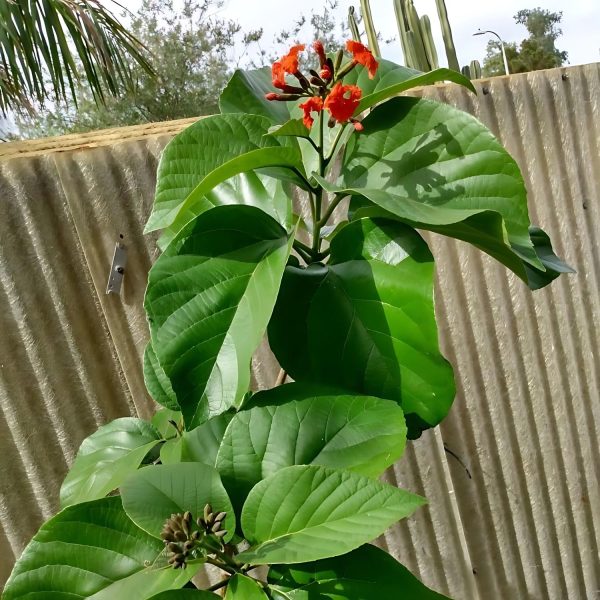 CORDIA SEBESTENA - Image 3