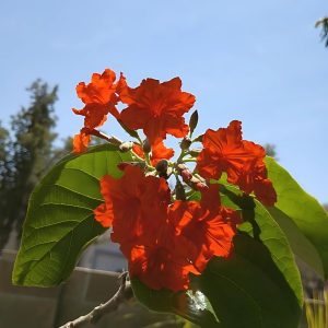 CORDIA SEBESTENA