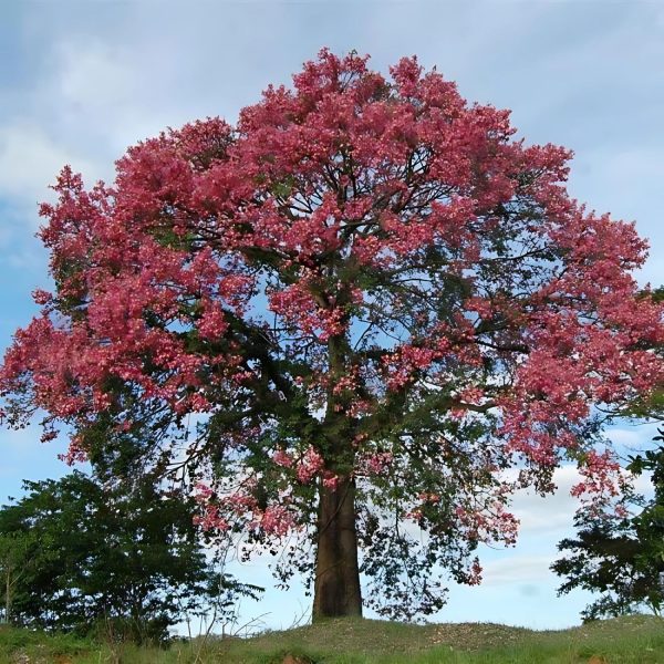 CHORISIA SPECIOSA - Image 3