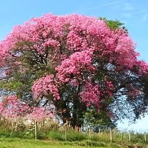 CHORISIA SPECIOSA