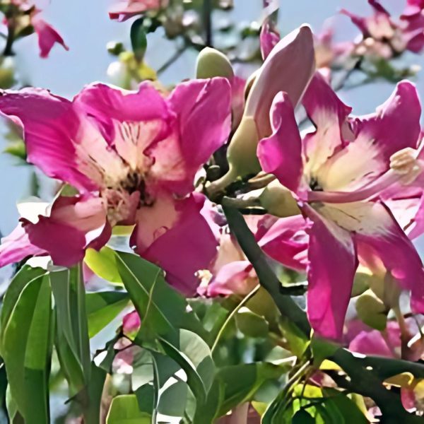 CHORISIA SPECIOSA - Image 5