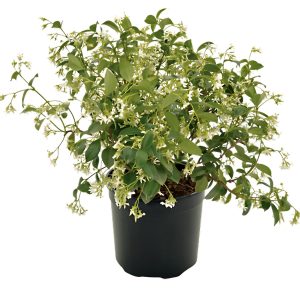 TRACHLEOSPERMUM JAS.