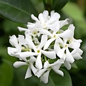 TRACHLEOSPERMUM JAS.