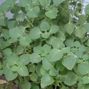 TRACHYSPERMUM AMMI