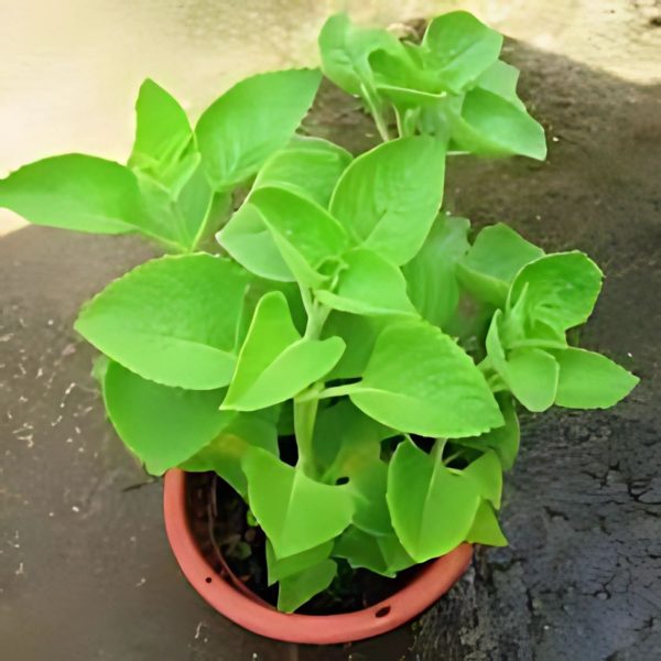TRACHYSPERMUM AMMI
