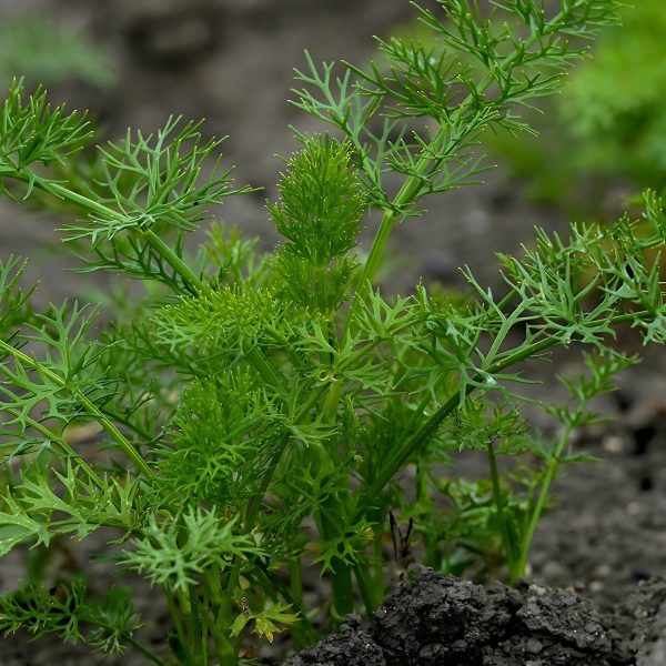 TRACHYSPERMUM AMMI - Image 4