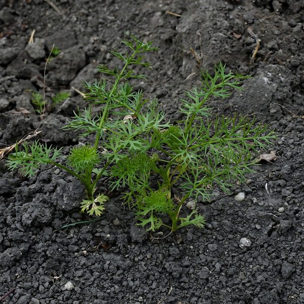 TRACHYSPERMUM AMMI - Image 3