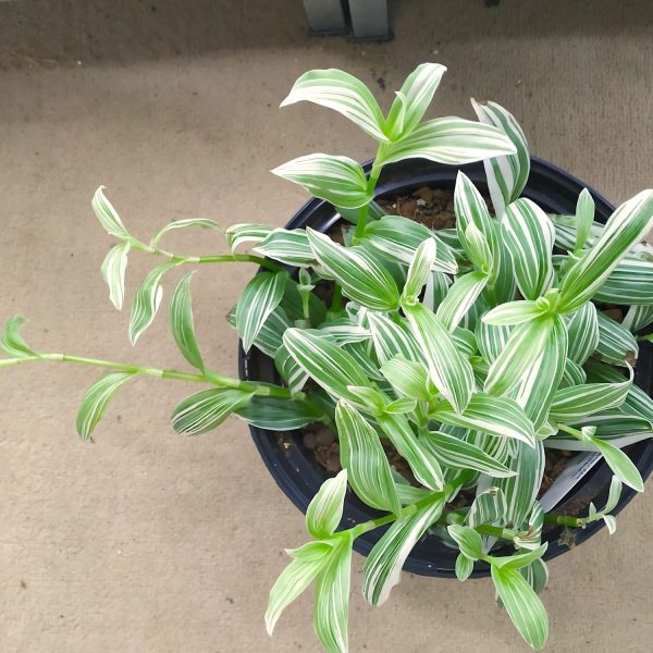 HP-TRADESCANTIA A. ALBOVITTATA