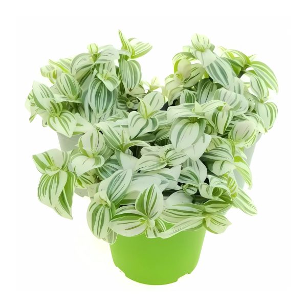 HP-TRADESCANTIA A. ALBOVITTATA - Image 2