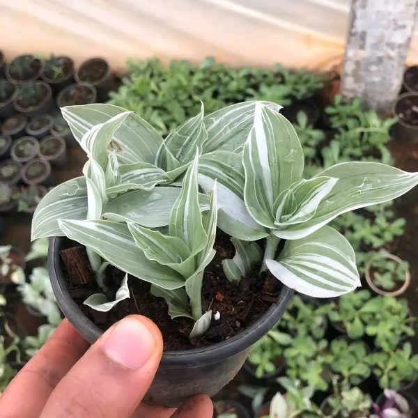 HP-TRADESCANTIA A. ALBOVITTATA - Image 3