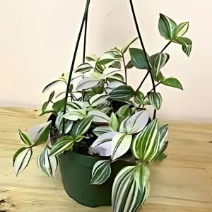 PHP-TRADESCANTIA SPECIES