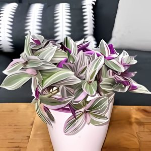 PHP-TRADESCANTIA SPECIES