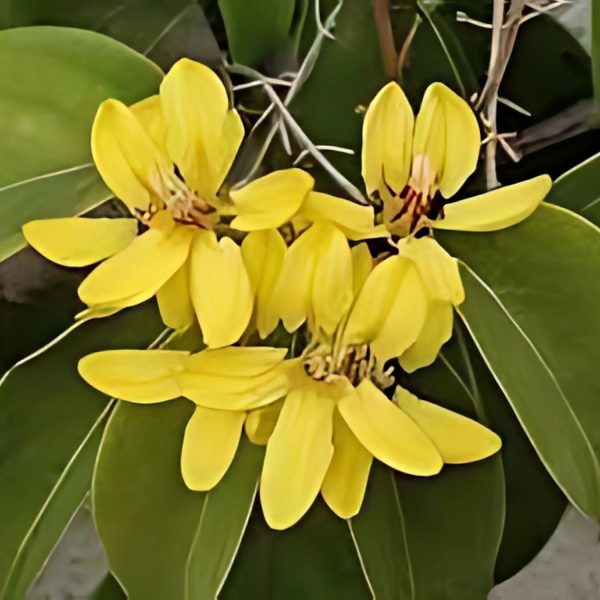 TRISTELLATIA AUS. - Image 3
