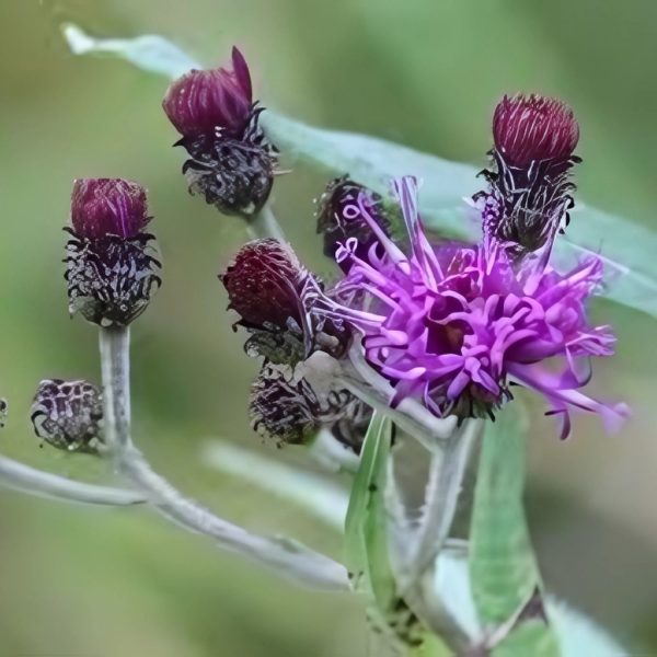 VERNONIA ELAE. - Image 4