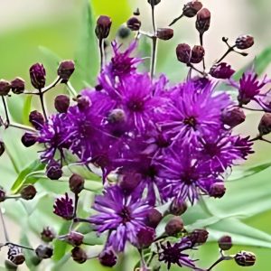 VERNONIA ELAE.