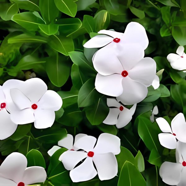 VINCA SPP. - Image 3