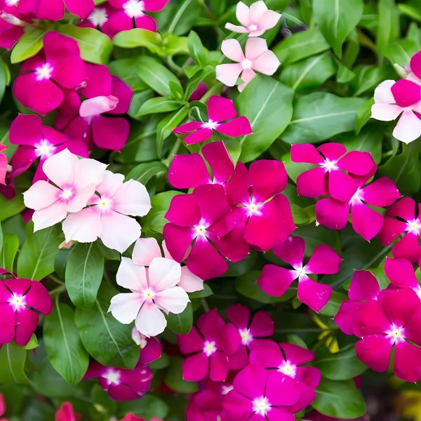 VINCA SPP. - Image 4