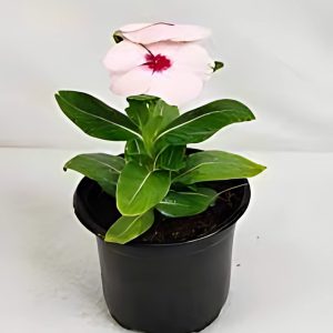 VINCA SPP.