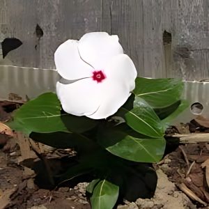 VINCA SPP.