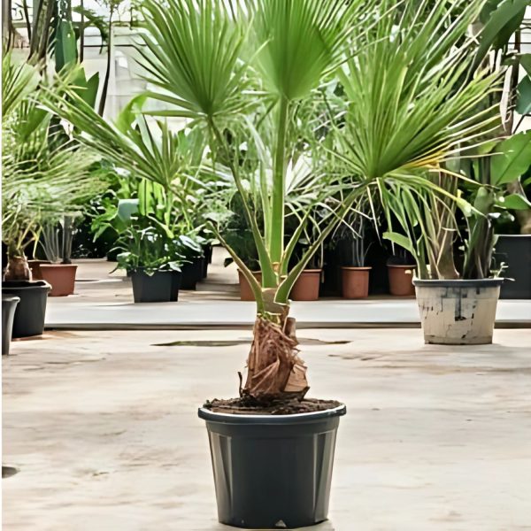 PHP-WASHINGTONIA FILIFERA