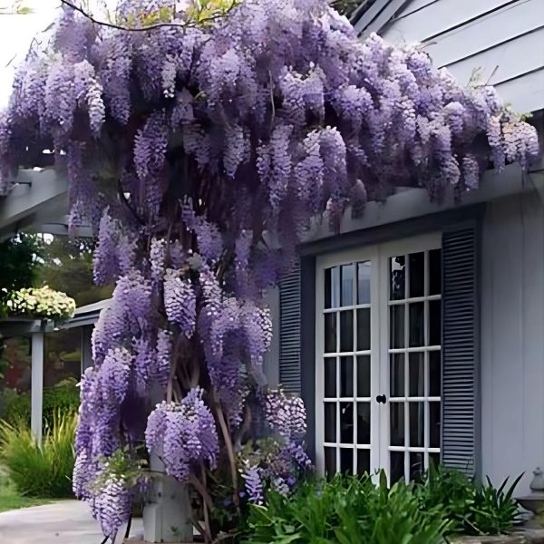 WISTERIA SINENSIS - Image 4