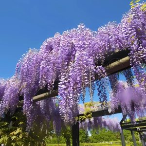 WISTERIA SINENSIS