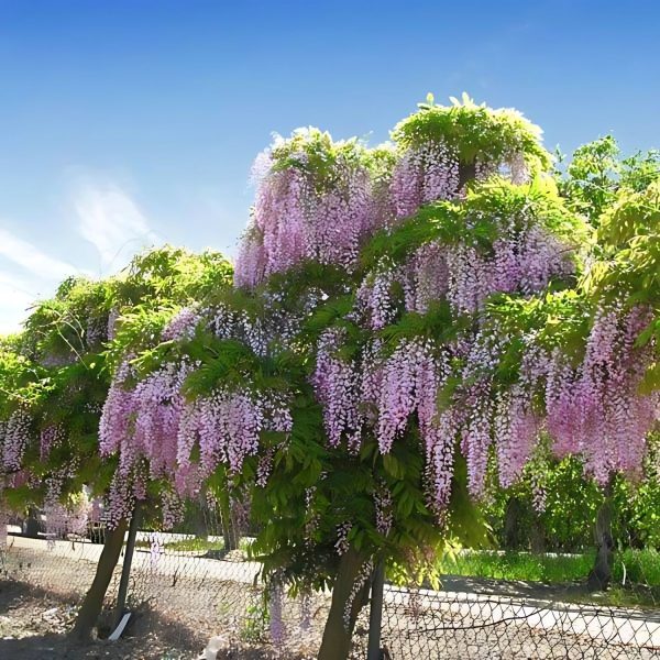 WISTERIA SINENSIS - Image 3