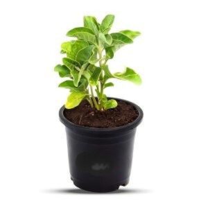 WITHANIA SOMNIFERA
