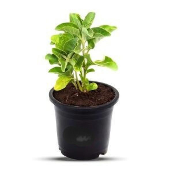WITHANIA SOMNIFERA