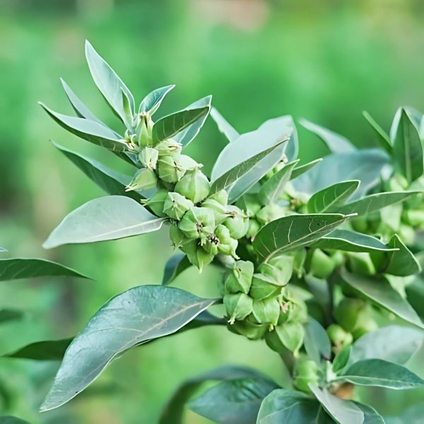 WITHANIA SOMNIFERA - Image 4