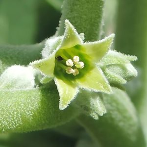 WITHANIA SOMNIFERA