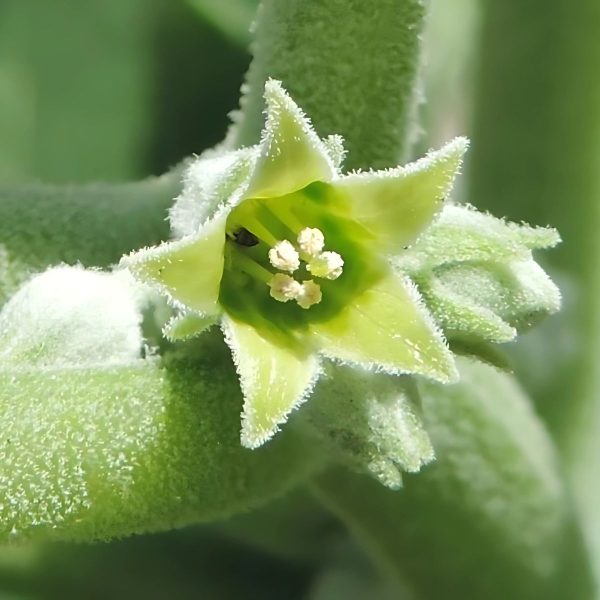 WITHANIA SOMNIFERA - Image 2