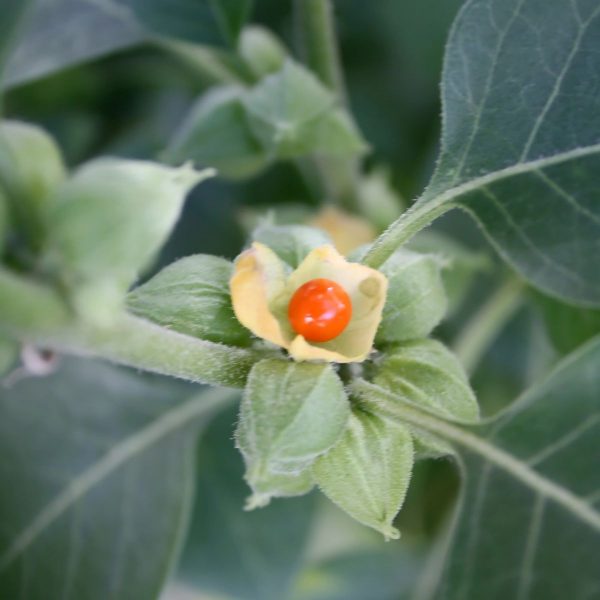 WITHANIA SOMNIFERA - Image 6