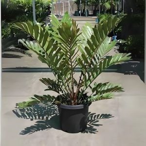 ZAMIA FURFURACEA