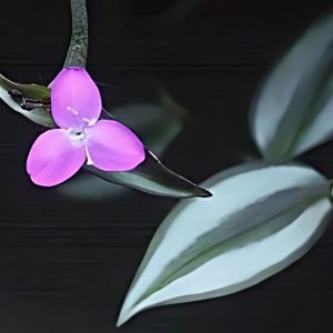 HP-ZEBRINA PENDULA RUBRA