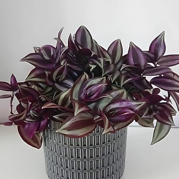 PHP-ZEBRINA SPECIES - Image 4