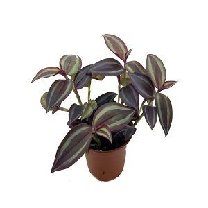 HP-ZEBRINA PENDULA RUBRA