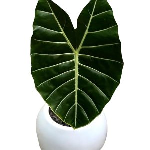 HP-ALOCASIA LOWII GRANDIS