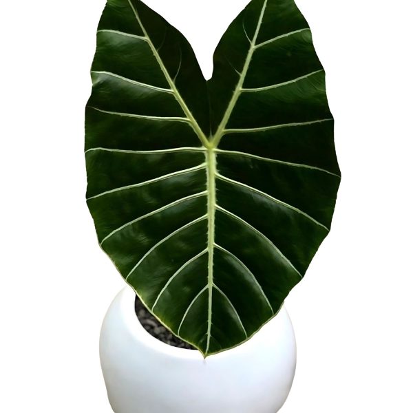 HP-ALOCASIA LOWII GRANDIS