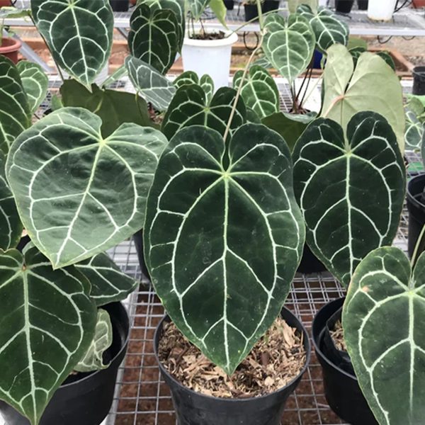 HP-ANTHURIUM MAGNIFICUM - Image 4