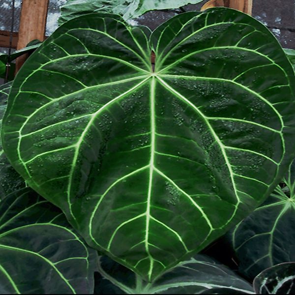 HP-ANTHURIUM MAGNIFICUM - Image 3