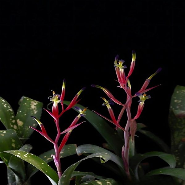 HP-BILLBERGIA SEIDELII - Image 4
