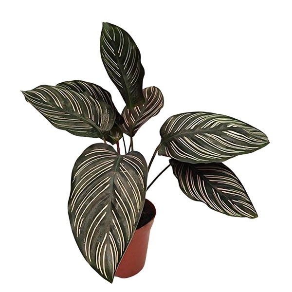 HP-CALATHEA LINEATA - Image 4