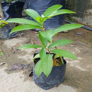 HP-COSTUS SPECIOSUS
