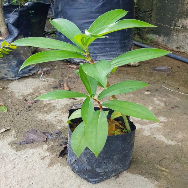 HP-COSTUS SPECIOSUS