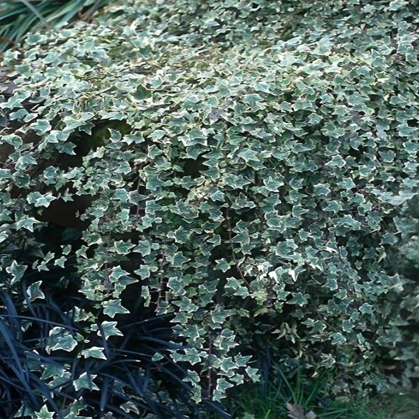 HP-HEDERA HELIX GLACIER - Image 4