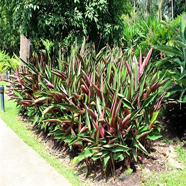 HP-HELICONIA METALICA - Image 5