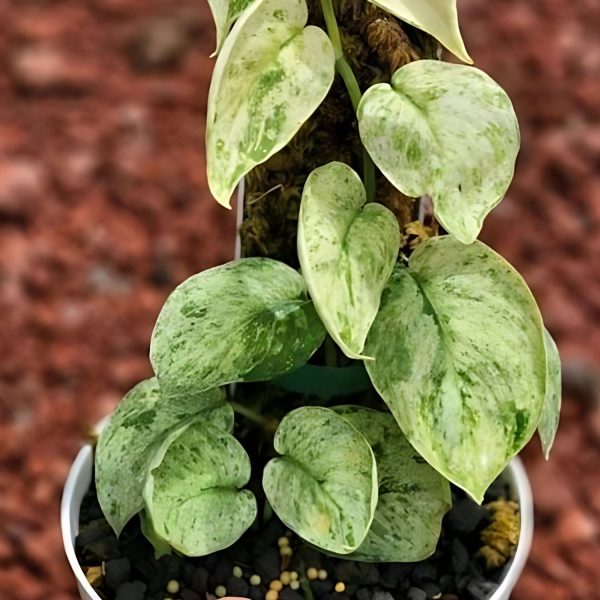 HP-SCINDAPSUS A. MARBLE QUEEN - Image 3