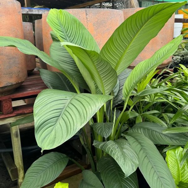 HP-SPATHIPHYLLUM SPECIES - Image 4
