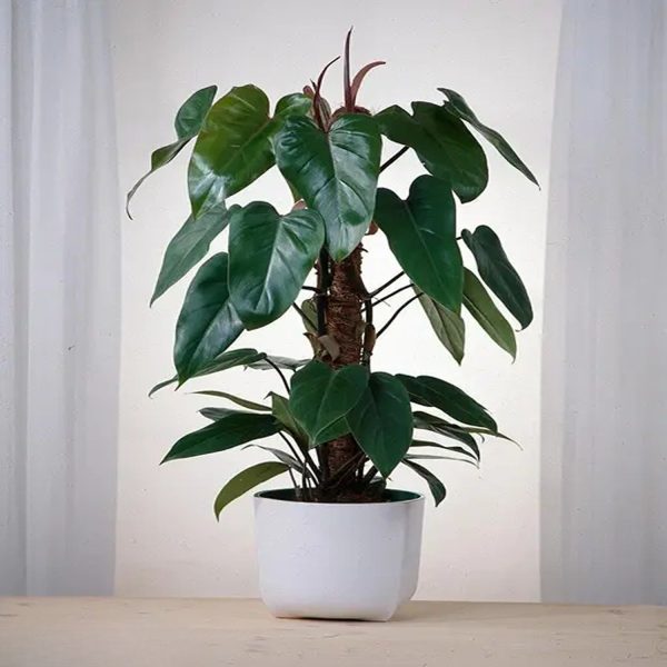 HP-PHILODENDRON ERUBESCENS - Image 4